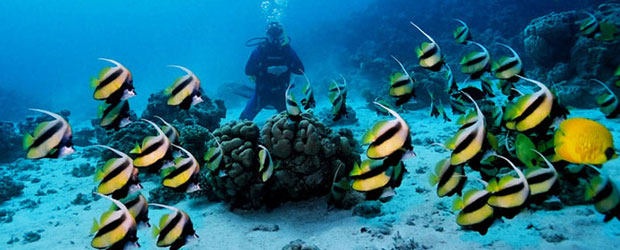 images de l'Egypte